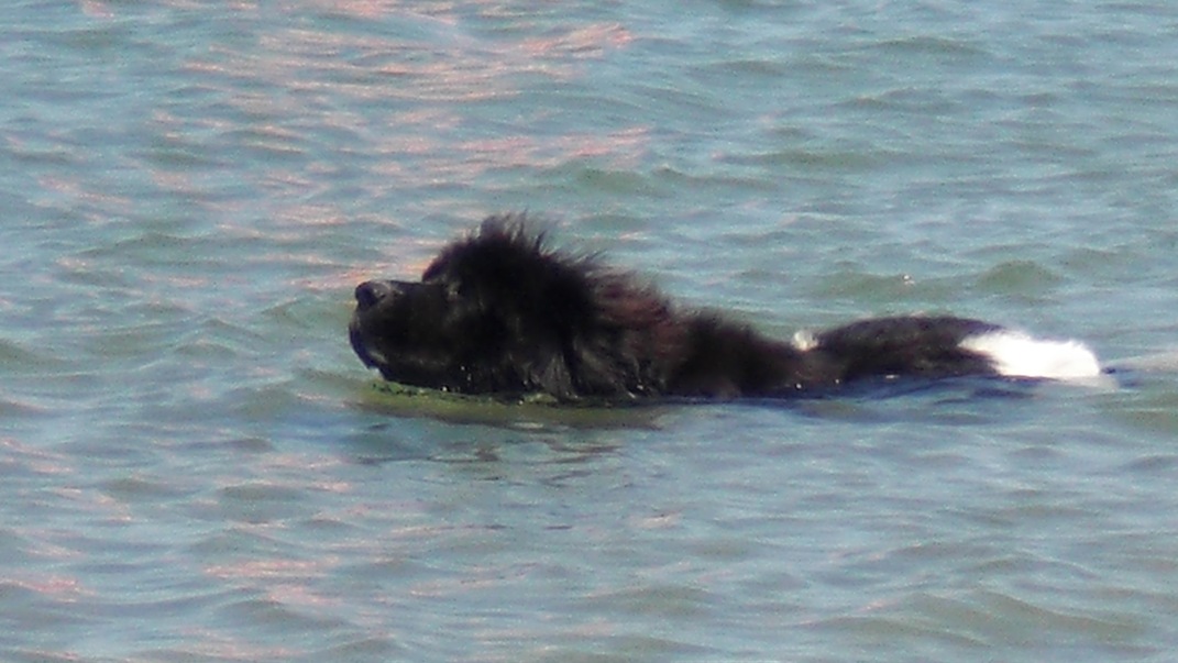 Bild(vereinsleben/bilder/Wasser Bilder/Lesley (1).JPG) konnte nicht geladen werden